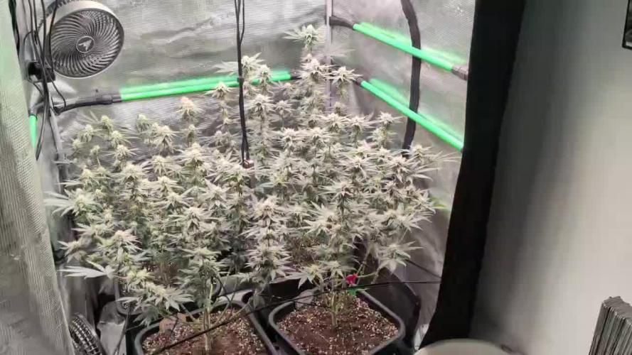 5x Fastbuds Mixpack Photoperiod