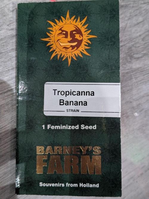 1x Barneys Tropicanna Banana. Week 0