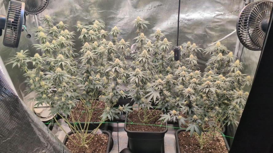 5x Ethos Strawberry OG cookies