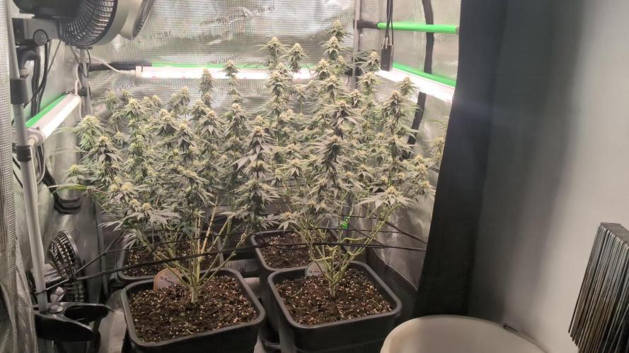 5x Fastbuds Mixpack Photoperiod