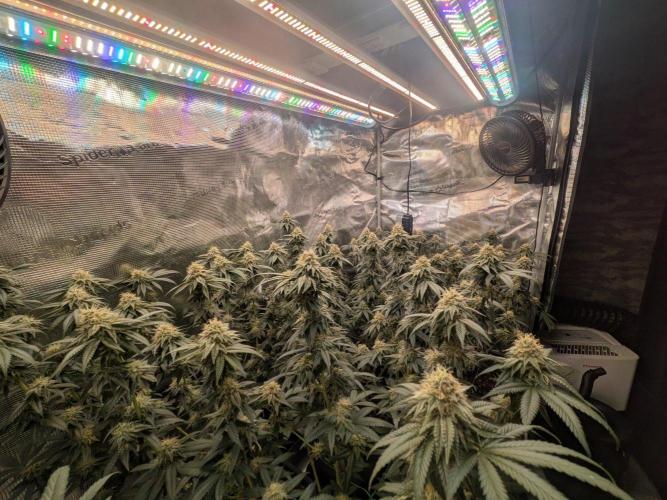 5x Ethos Strawberry OG cookies. Week 12