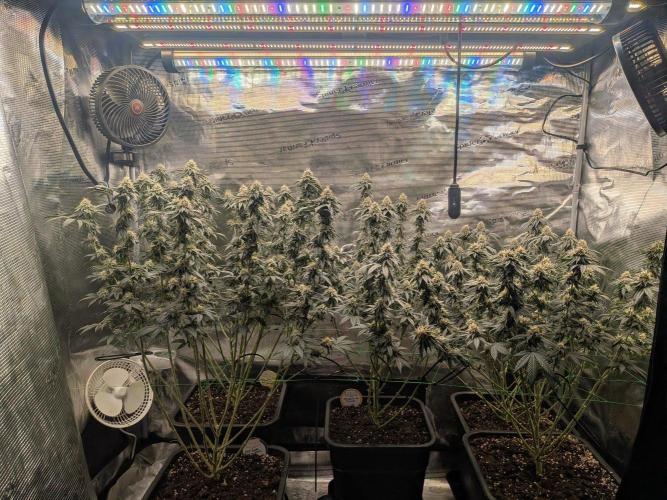 5x Ethos Strawberry OG cookies. Week 12