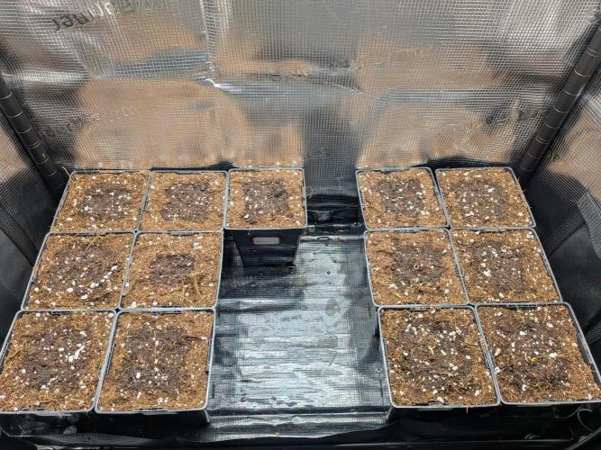 Grow Tent 3x3x6. Week 1