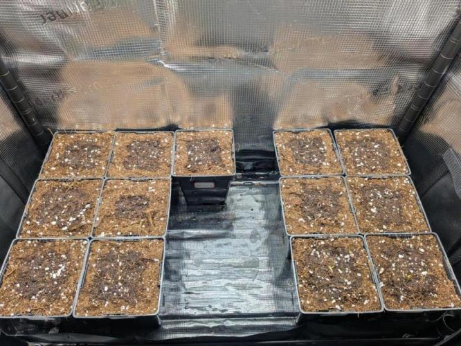 Grow Tent 3x3x6. Week 1