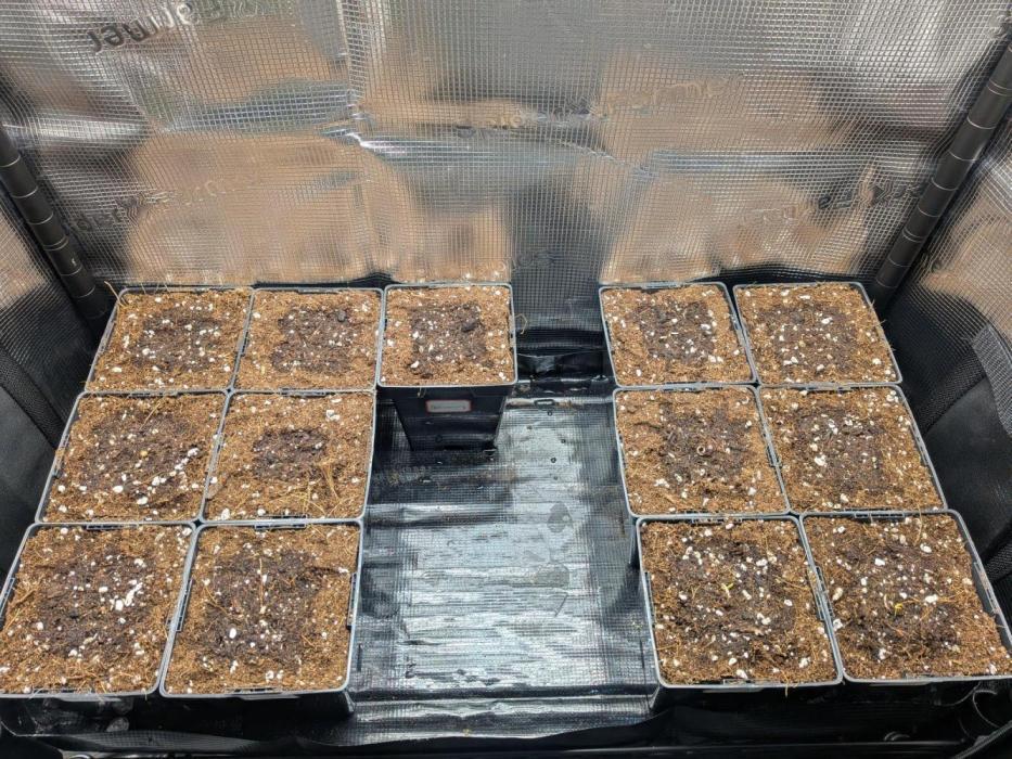 Green Slushie x2 (My own breeding work). Week 0