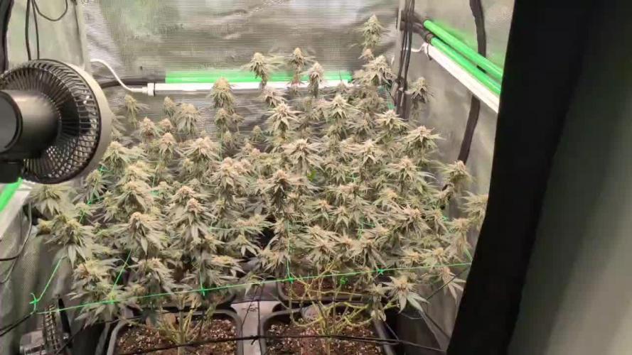 5x Fastbuds Mixpack Photoperiod