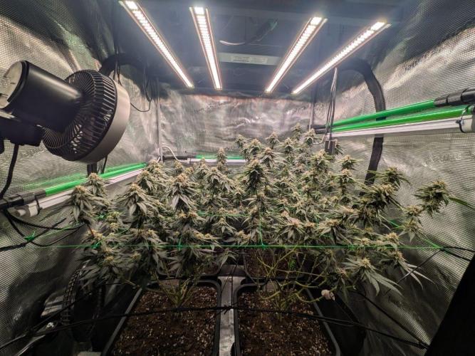 5x Fastbuds Mixpack Photoperiod. Week 13 - Day 42 flower