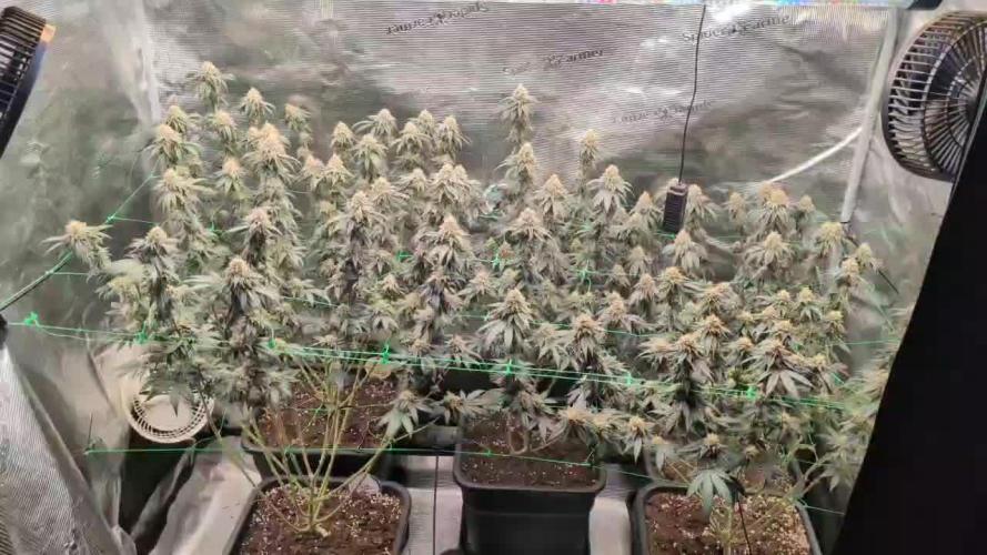 5x Ethos Strawberry OG cookies
