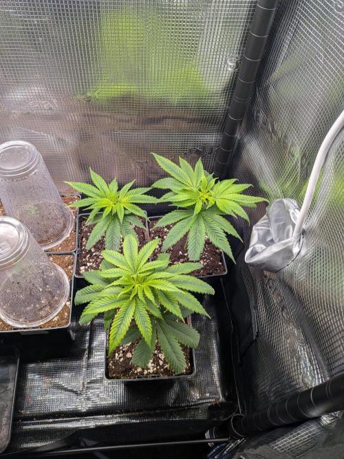 x8 Ethos Strawberry OG cookies clones. Week 1 - They needed some food the greedy buggers