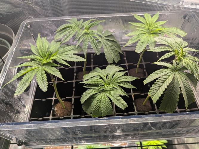 Grow Tent 4.5x2x6.5. Week 1