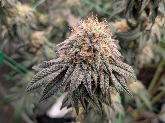 5x Ethos Strawberry OG cookies. Week 13 - Day 45 flower - hopefully I'm still at home when my new Mammoth light arrives 