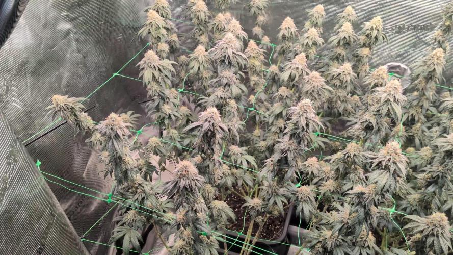 5x Ethos Strawberry OG cookies