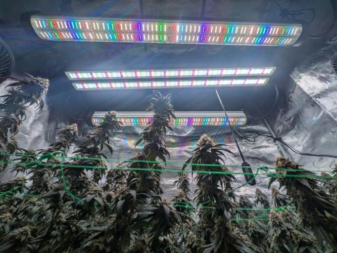 5x Ethos Strawberry OG cookies. Week 13