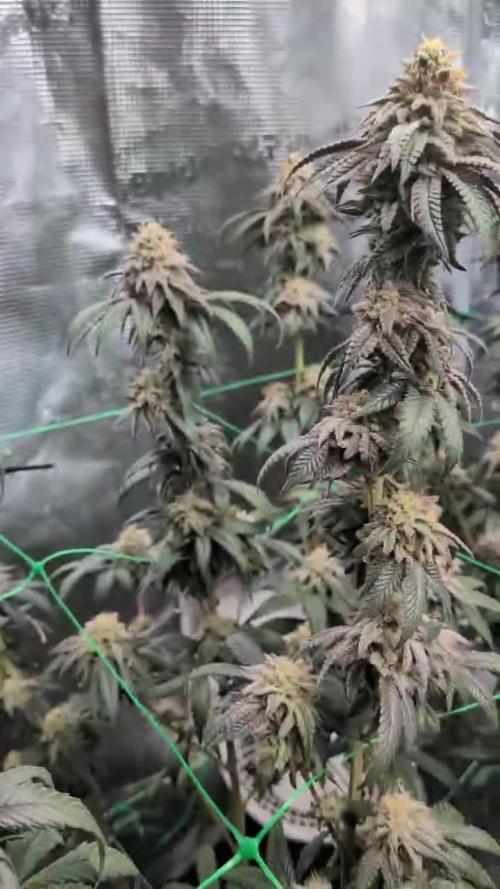 5x Ethos Strawberry OG cookies
