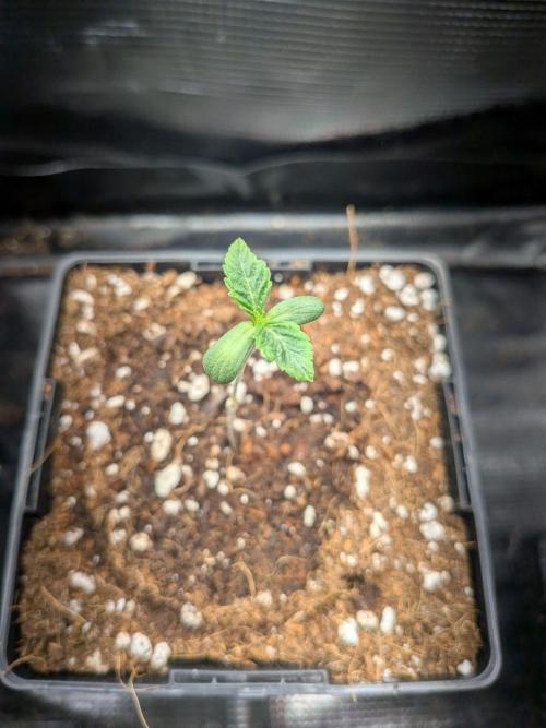 Green Slushie x1 (My own breeding work). Week 2 - Only 1 sprouted but I have plenty of these seeds 