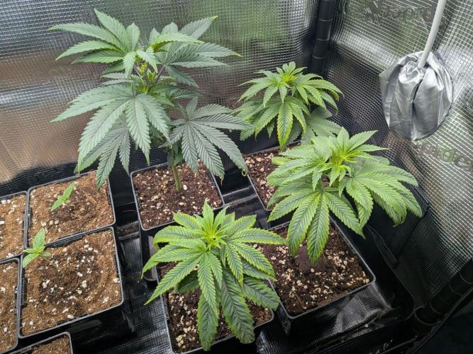 Grow Tent 4.5x2x6.5. Week 2