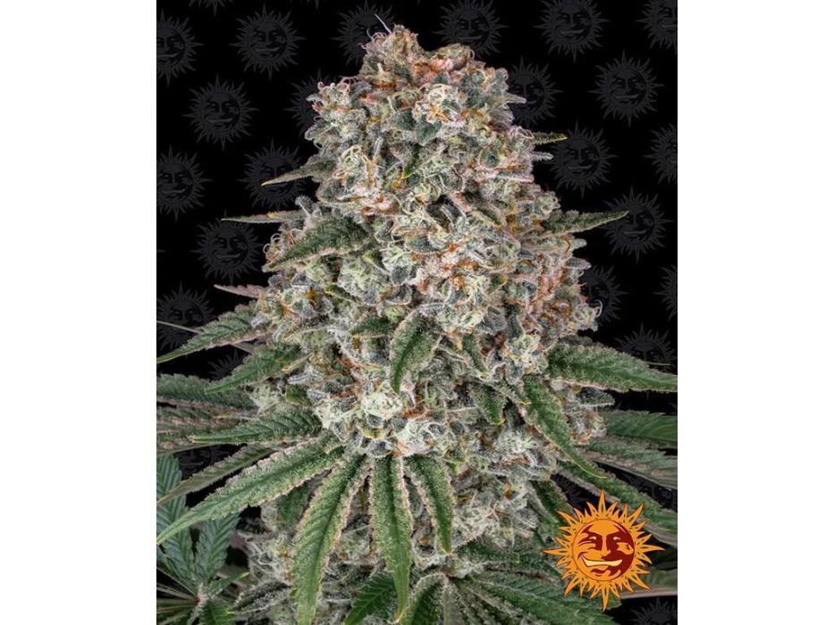 1x Barneys Tropicanna Banana. Week 0 - Planted taproot into soil 09/24/26