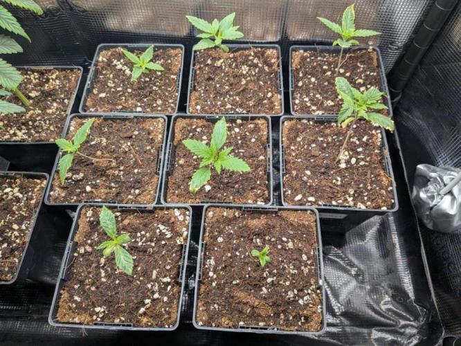 4x Terpyz Mutant - Mentha de Croco. Week 2