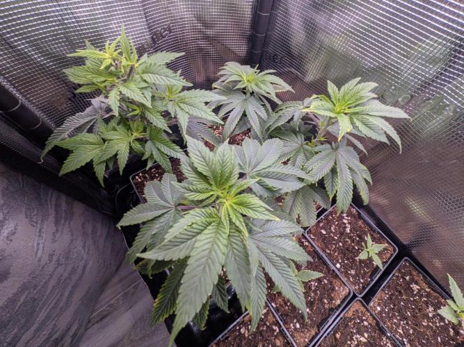 Grow Tent 4.5x2x6.5. Week 2