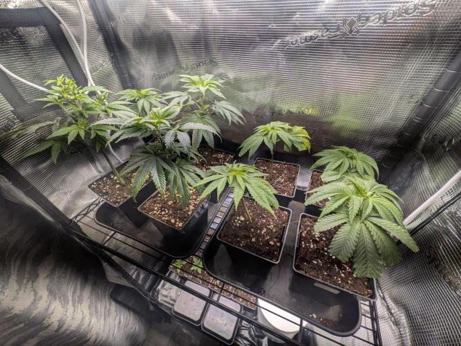 Grow Tent 4.5x2x6.5. Week 2