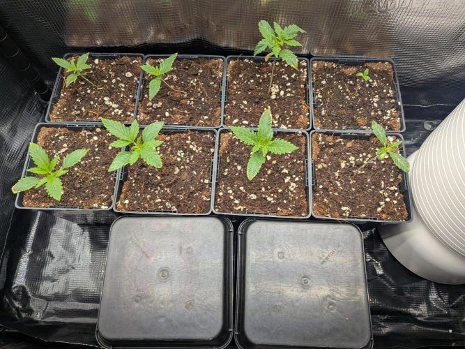 4x Terpyz Mutant - Mentha de Croco. Week 2 - 2x more Mentha de Croco to plant into the bottom pots tomorrow 😅