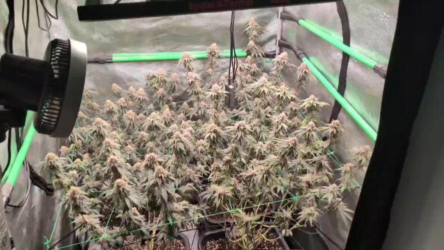 5x Fastbuds Mixpack Photoperiod