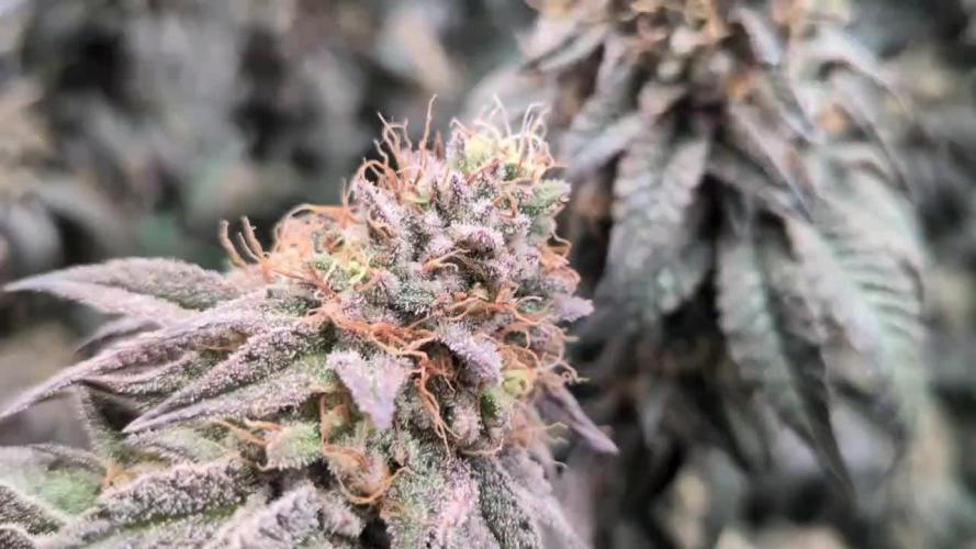 5x Ethos Strawberry OG cookies