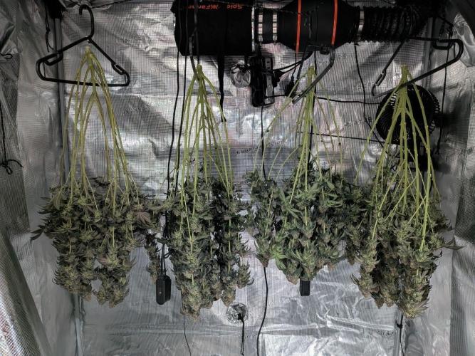 Grow Tent 3x3x6. Week 15