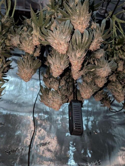 5x Ethos Strawberry OG cookies. Week 15