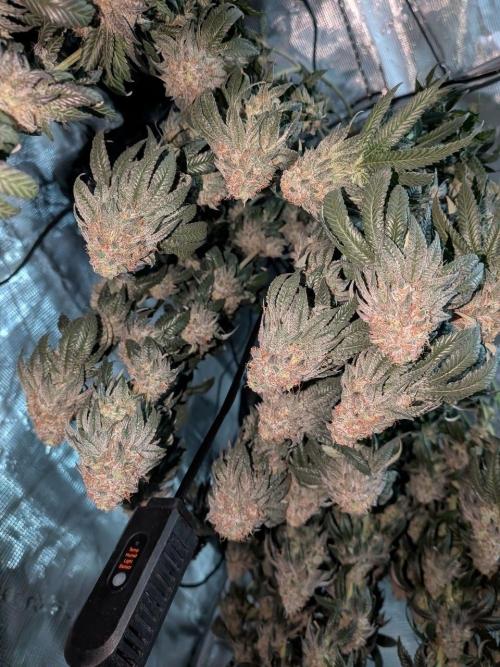 5x Ethos Strawberry OG cookies. Week 15