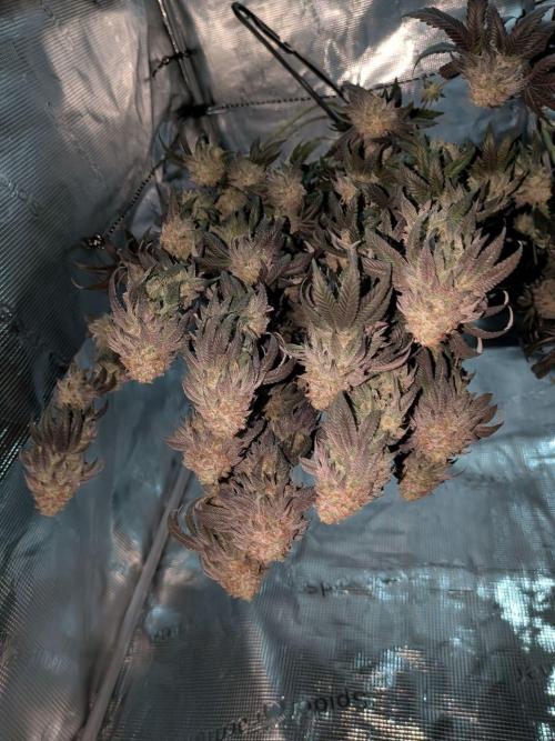 5x Ethos Strawberry OG cookies. Week 15