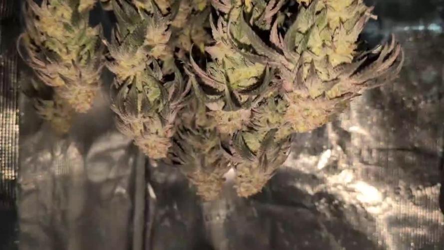 5x Ethos Strawberry OG cookies