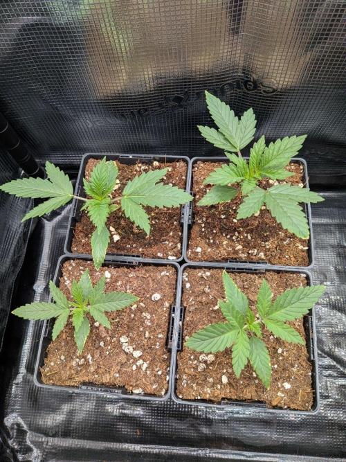 4x Barneys Jealousy. Week 3 - Day 14 since planting