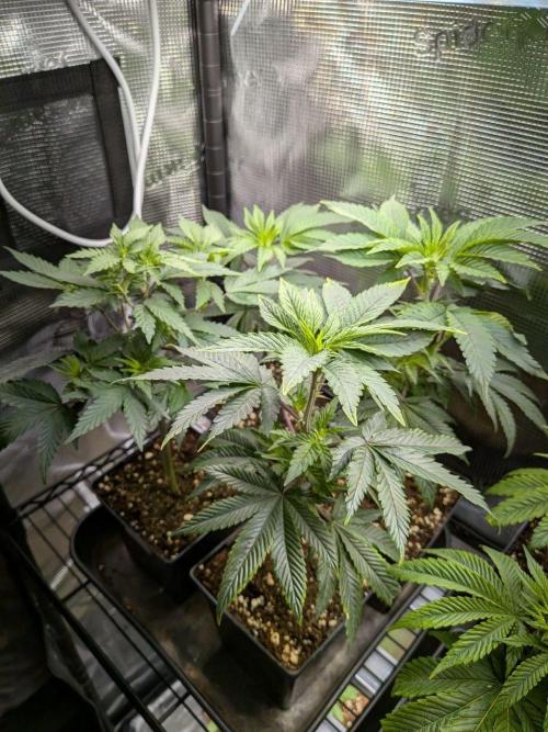 x8 Ethos Strawberry OG cookies clones. Week 3 - First 4 to be planted are loving life now and need more room soon