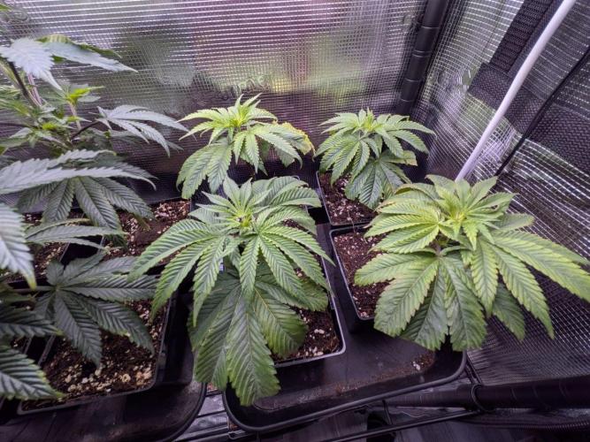 Grow Tent 4.5x2x6.5. Week 3