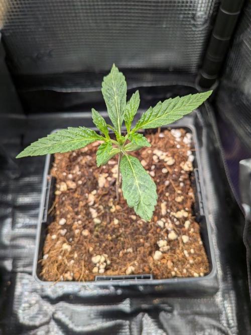 Green Slushie x1 (My own breeding work). Week 3 - Looks like it did in coco but slower growth ofcourse. Its all about the end tho