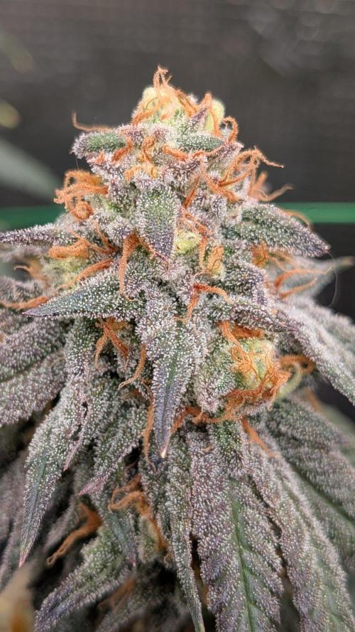 5x Fastbuds Mixpack Photoperiod. Week 15 - Fastbuds Mixpack #1 (Garlic mint sherbet)