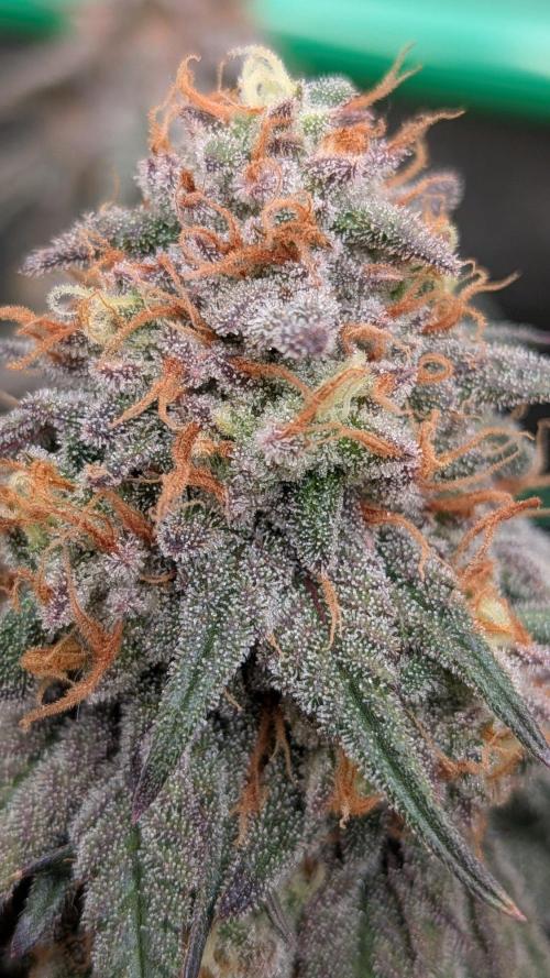 5x Fastbuds Mixpack Photoperiod. Week 15 - Fastbuds Mixpack #1 
(Garlic mint sherbet)