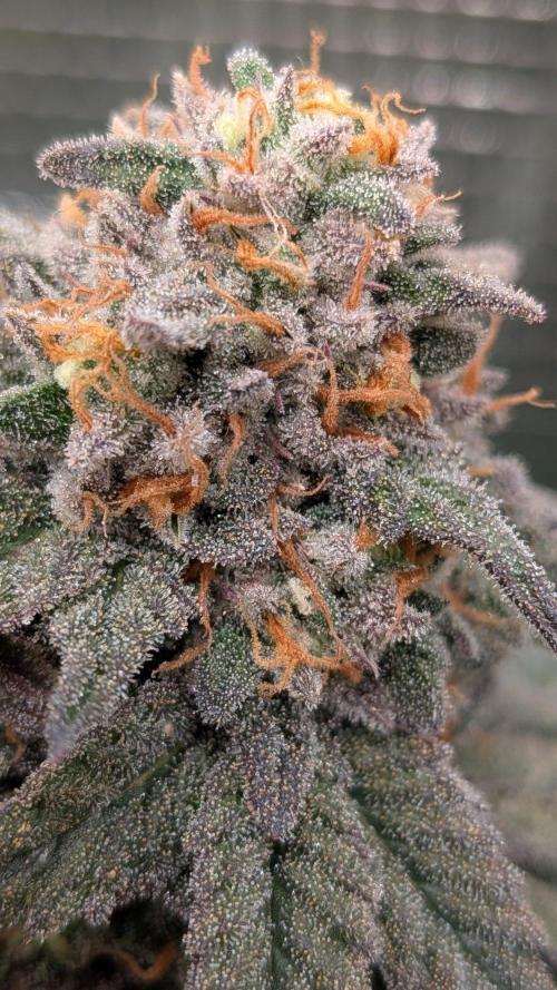 5x Fastbuds Mixpack Photoperiod. Week 15 - Fastbuds Mixpack #2  (Galic mint sherbet)