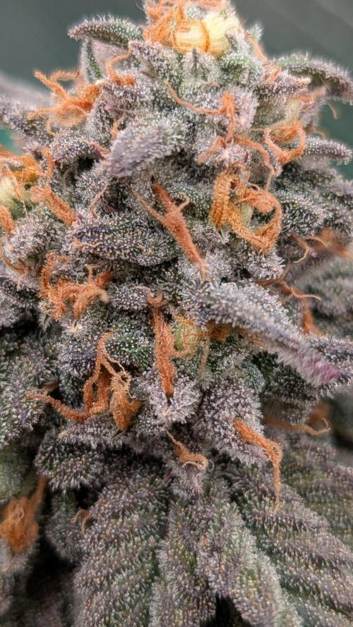 5x Fastbuds Mixpack Photoperiod. Week 15 - Fastbuds Mixpack #2 (Garlic mint sherbet)