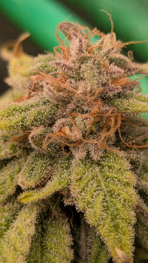 5x Fastbuds Mixpack Photoperiod. Week 15 - Fastbuds Mixpack #3 
Unknown fruity