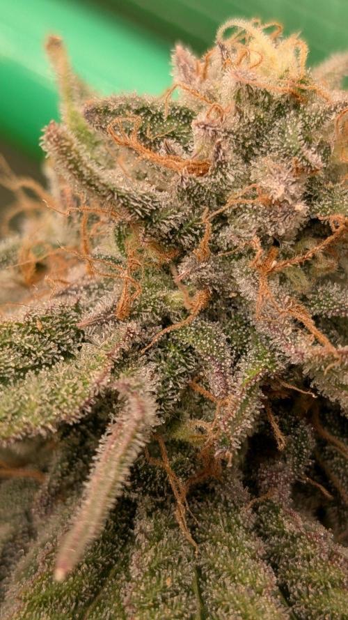 5x Fastbuds Mixpack Photoperiod. Week 15 - Fastbuds Mixpack #3 Unknown fruity