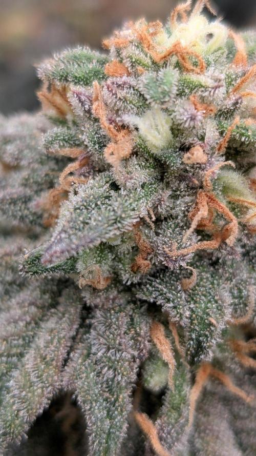 5x Fastbuds Mixpack Photoperiod. Week 15 - Fastbuds Mixpack #4 Unknown gassy