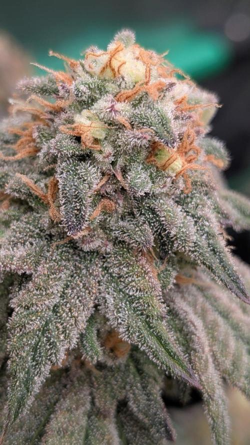 5x Fastbuds Mixpack Photoperiod. Week 15 - Fastbuds Mixpack #4 Unknown gassy