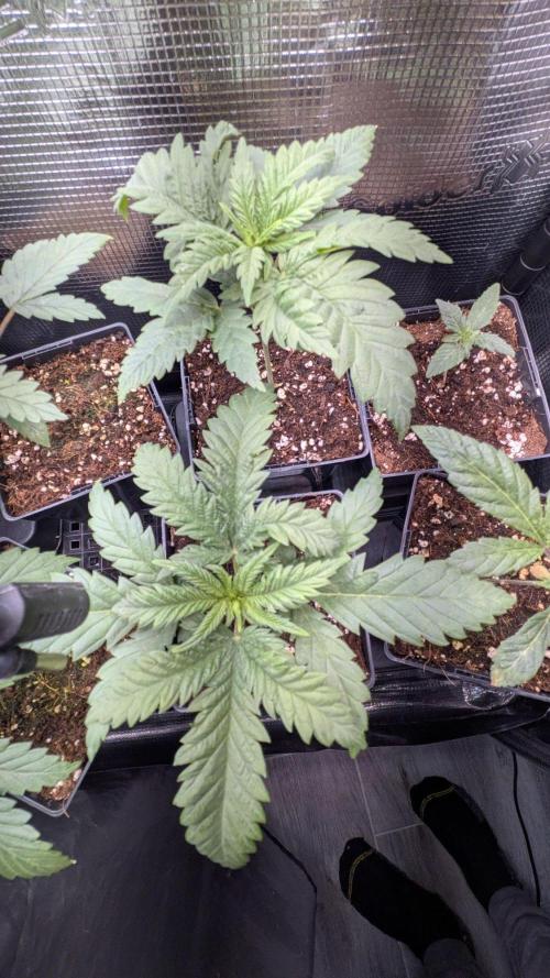 Grow Tent 3x3x6. Week 3