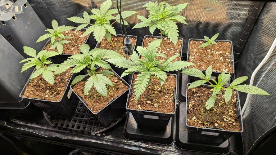 Green Slushie x1 (My own breeding work). Week 3 - Shes growing as she always does but not as fast as coco ofcourse. Bottom right