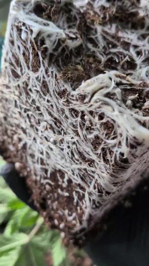 2x Terpyz Mutant - Mentha de Croco