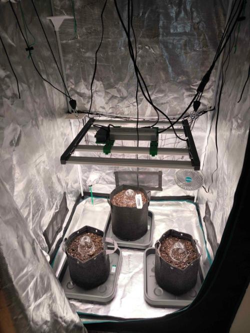 Apple Strudel Auto. Week 0