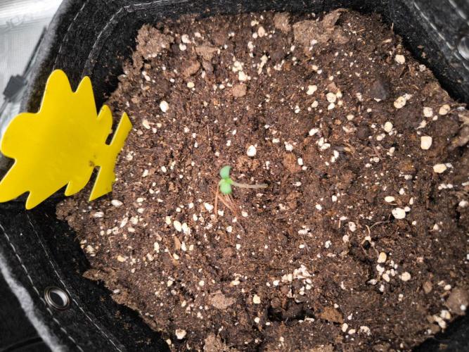 Apple Strudel Auto. Week 0