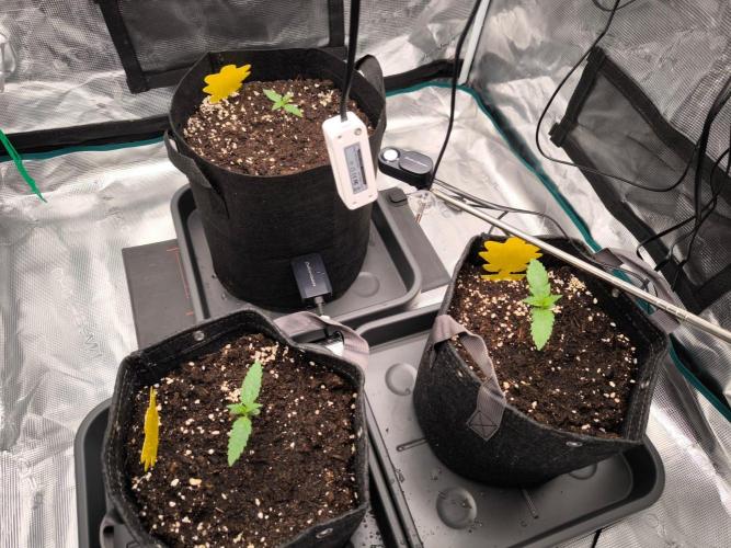 Apple Strudel Auto. Week 1